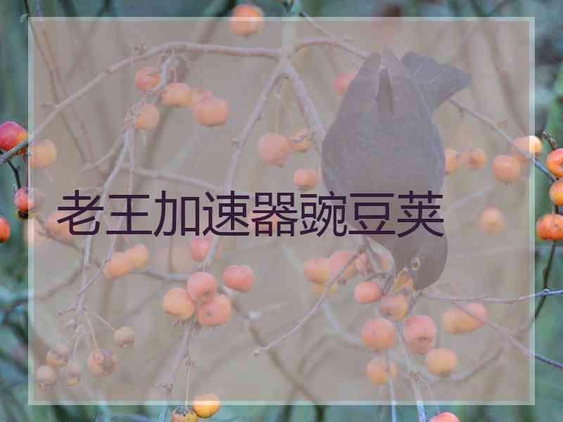 老王加速器豌豆荚