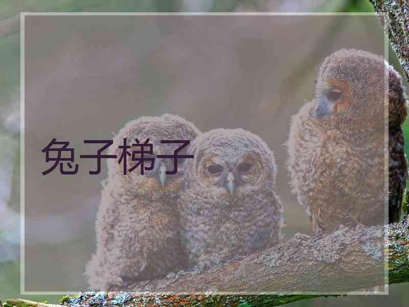 兔子梯子