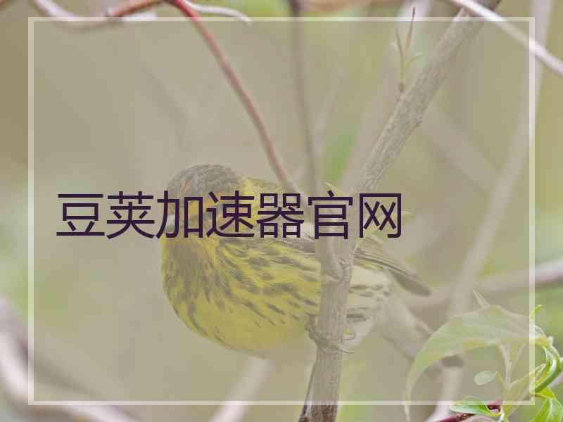 豆荚加速器官网