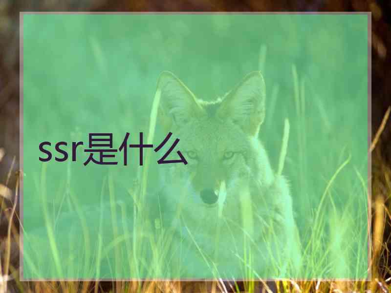 ssr是什么