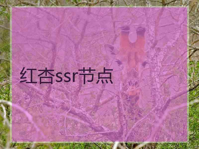 红杏ssr节点