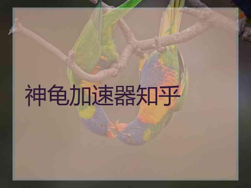 神龟加速器知乎