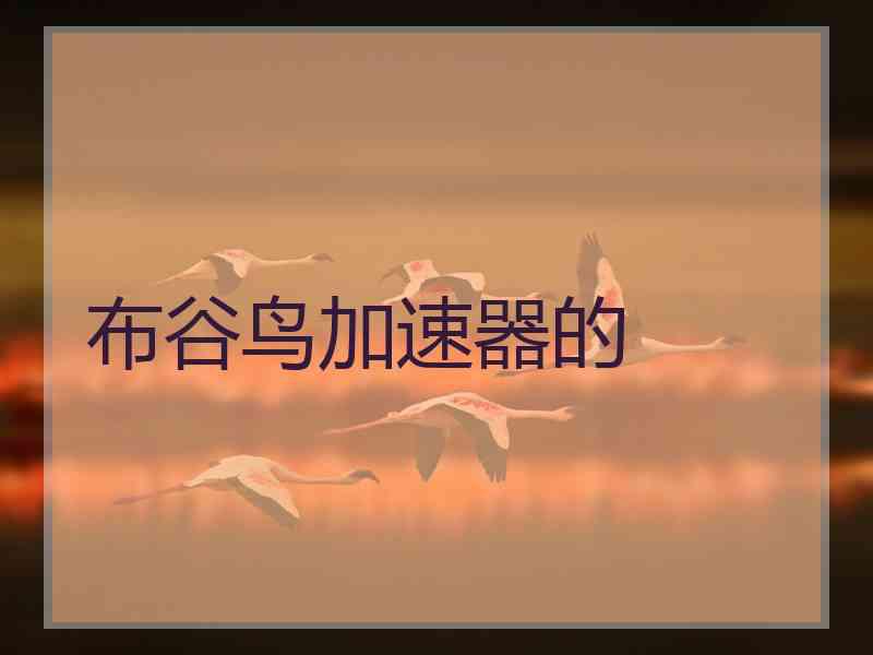 布谷鸟加速器的